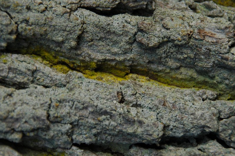 Lichens forestiers 3.3.2013 015